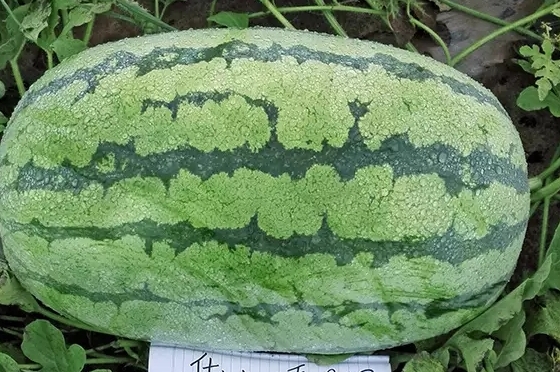 西瓜只為夏天而生嗎？