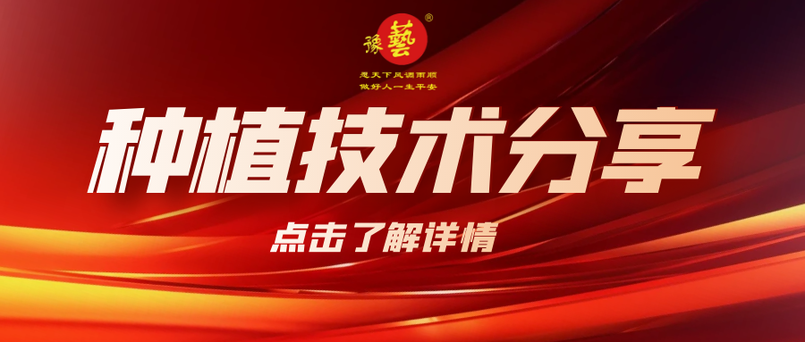 要想種出精品率高的胡蘿卜，這7點要注意！