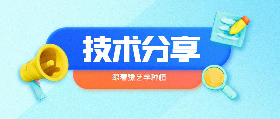 秋大棚辣椒、番茄育苗關鍵技術分享
