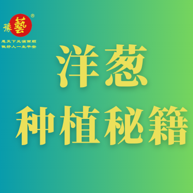 洋蔥種植秘籍：掌握這八點，種出優(yōu)質洋蔥！